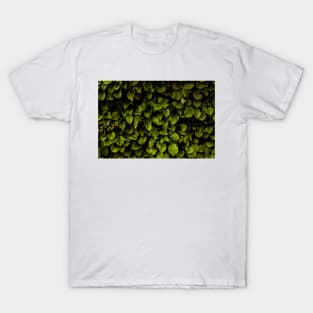 Hydrangea T-Shirt